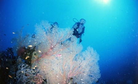 サンゴ礁の海でダイビング